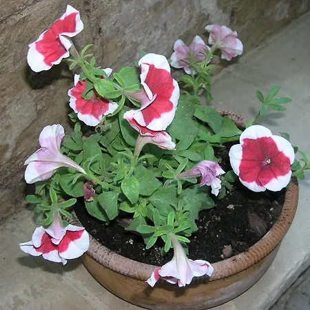 Bed & Breakfast Malennio